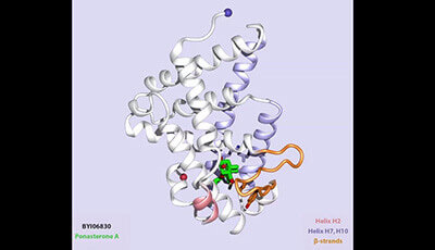 image of Ecdysone Receptors: From the Ashburner Model to Structural Biology: Supplemental Video 1
