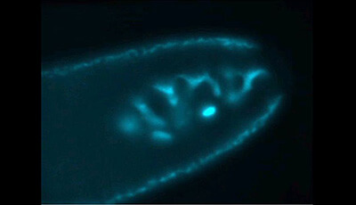 image of DNA Replication and Genomic Architecture of Very Large Bacteria: Supplemental Video 1