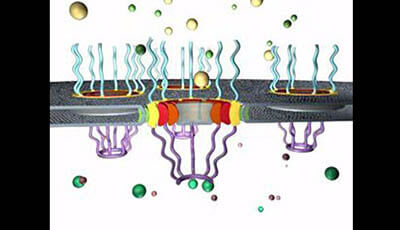 image of The Structure of the Nuclear Pore Complex: Supplemental Video 1