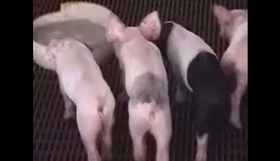 image of The Suckling Piglet as an Agrimedical Model for the Study of Pediatric Nutrition and Metabolism: Supplemental Video 1