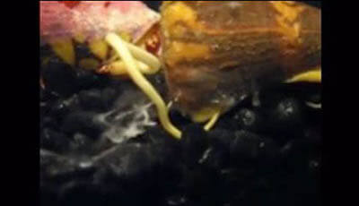 image of Biodiversity of Cone Snails and Other Venomous Marine Gastropods: Evolutionary Success Through Neuropharmacology: Supplemental Video 2