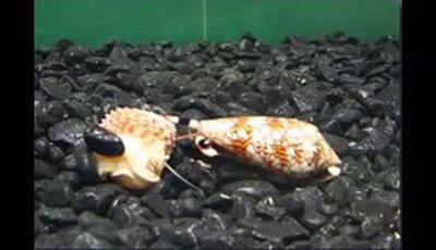 image of Biodiversity of Cone Snails and Other Venomous Marine Gastropods: Evolutionary Success Through Neuropharmacology: Supplemental Video 3