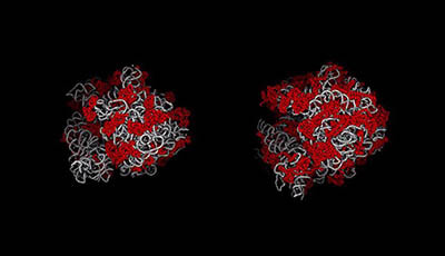 image of High-Resolution Structure of the Eukaryotic 80S Ribosome: Supplemental Video 1