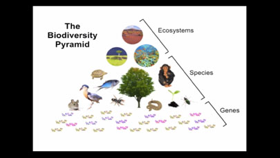 image of Biological Diversity and Public Health: A Slideshow by Aaron Bernstein