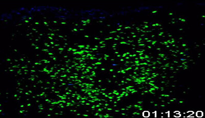 image of Spatiotemporal Basis of Innate and Adaptive Immunity in Secondary Lymphoid Tissue: Video 10