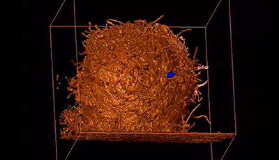 image of Three-Dimensional Imaging of Viral Infections: Video 8