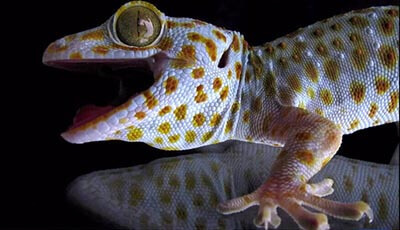 image of Gecko Adhesion as a Model System for Integrative Biology, Interdisciplinary Science, and Bioinspired Engineering: Video 1