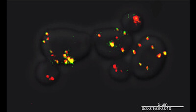 image of Motors, Anchors, and Connectors: Orchestrators of Organelle Inheritance: Supplemental Video 1