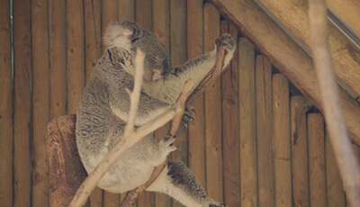 image of Koala Retroviruses: Evolution and Disease Dynamics