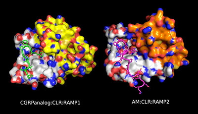 image of Receptor Activity-Modifying Proteins (RAMPs): New Insights and Roles: Supplemental Video 1