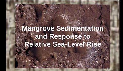 image of Mangrove Sedimentation and Response to Relative Sea-Level Rise: Visual Abstract