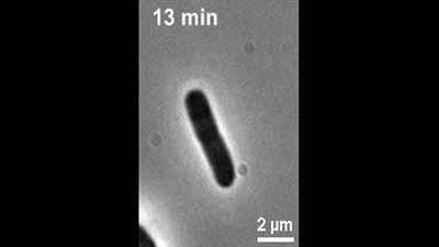 image of Single-Cell Studies of Phage λ: Hidden Treasures Under Occam's Rug: Video 1