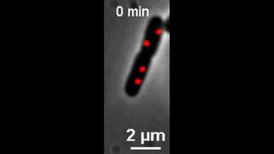 image of Single-Cell Studies of Phage λ: Hidden Treasures Under Occam's Rug: Video 3
