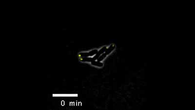image of Single-Cell Studies of Phage λ: Hidden Treasures Under Occam's Rug: Video 4