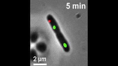 image of Single-Cell Studies of Phage λ: Hidden Treasures Under Occam's Rug: Video 7