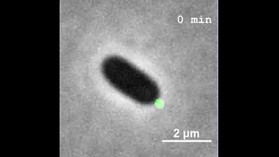 image of Single-Cell Studies of Phage λ: Hidden Treasures Under Occam's Rug: Video 8