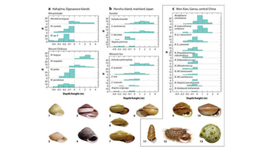 Evolution and Extinction of Land Snails on Oceanic Islands