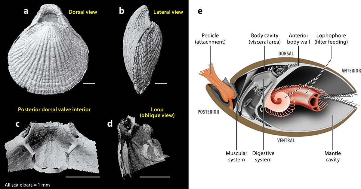 The Evolution of Brachiopoda | Annual Review of Earth and Planetary Sciences