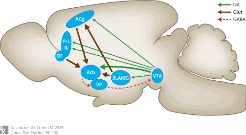 The Neurobiology of Activational Aspects of Motivation