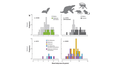 Anthropogenic Extinction Dominates Holocene Declines of West Indian Mammals