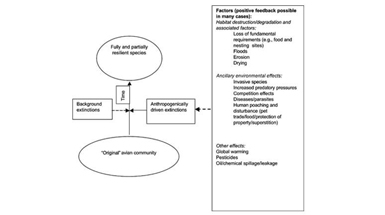 Avian Extinctions from Tropical and Subtropical Forests