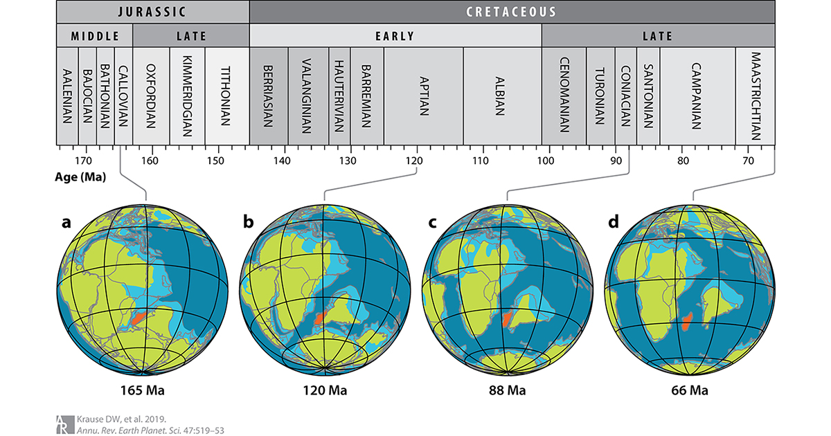 vertebrates