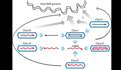image of Deep Recombination: RNA and ssDNA Virus Genes in DNA Virus and Host Genomes: Video 1