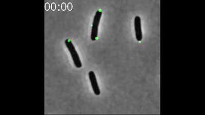 image of Single-Cell Studies of Phage λ: Hidden Treasures Under Occam's Rug: Video 2